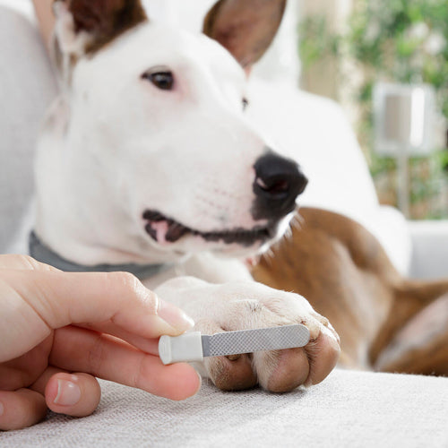✂️ Cortador de Unhas para Animais com LED Clipet InnovaGoods!