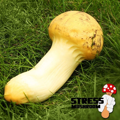 Brinquedo cogumelo para aliviar a tensão