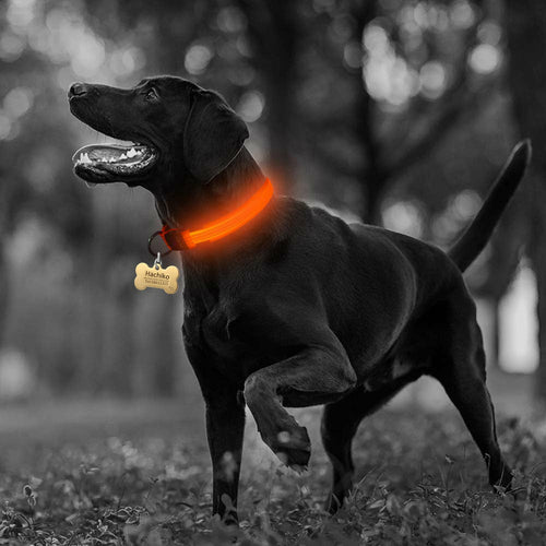 Coleiras de Cão em Nylon com LED - segurança